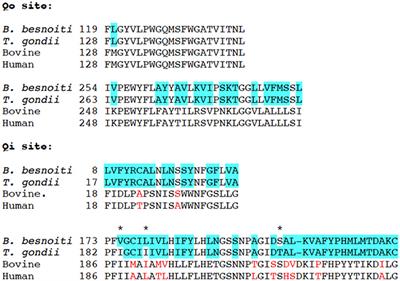 Activities of Endochin-Like Quinolones Against in vitro Cultured Besnoitia besnoiti Tachyzoites